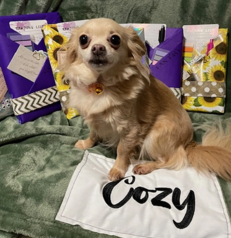 A dog sitting on top of a pillow next to some bags.